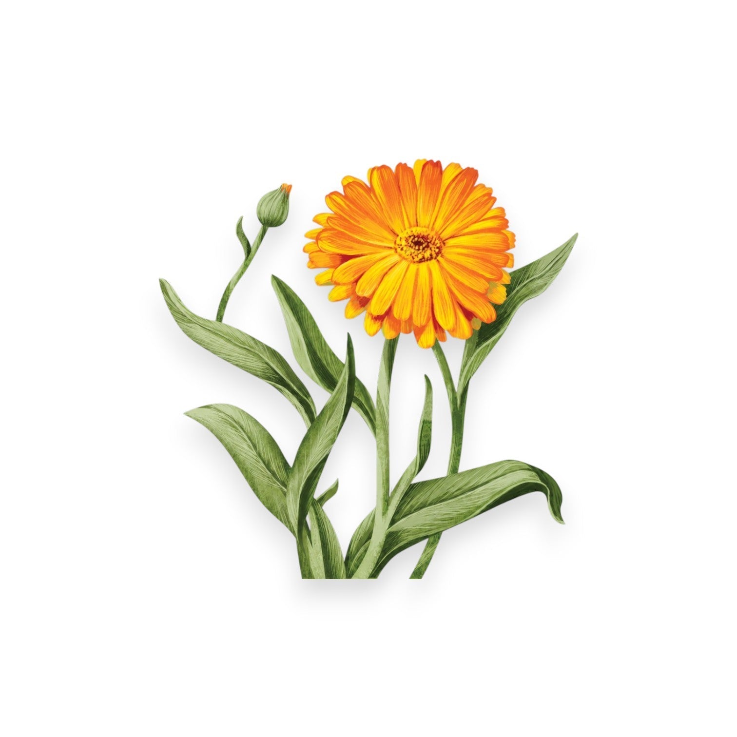 Екстракт от Невен (CALENDULA OFFICINALIS EXTRACT)