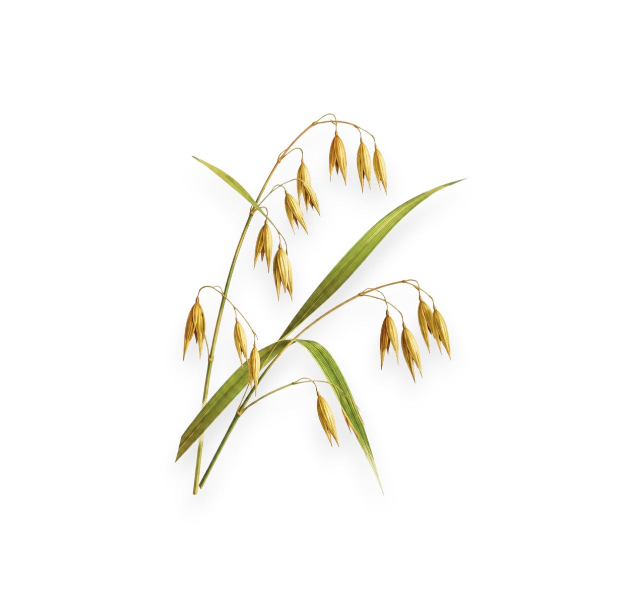 Екстракт от овес (Avena Sativa Kernel Extract)