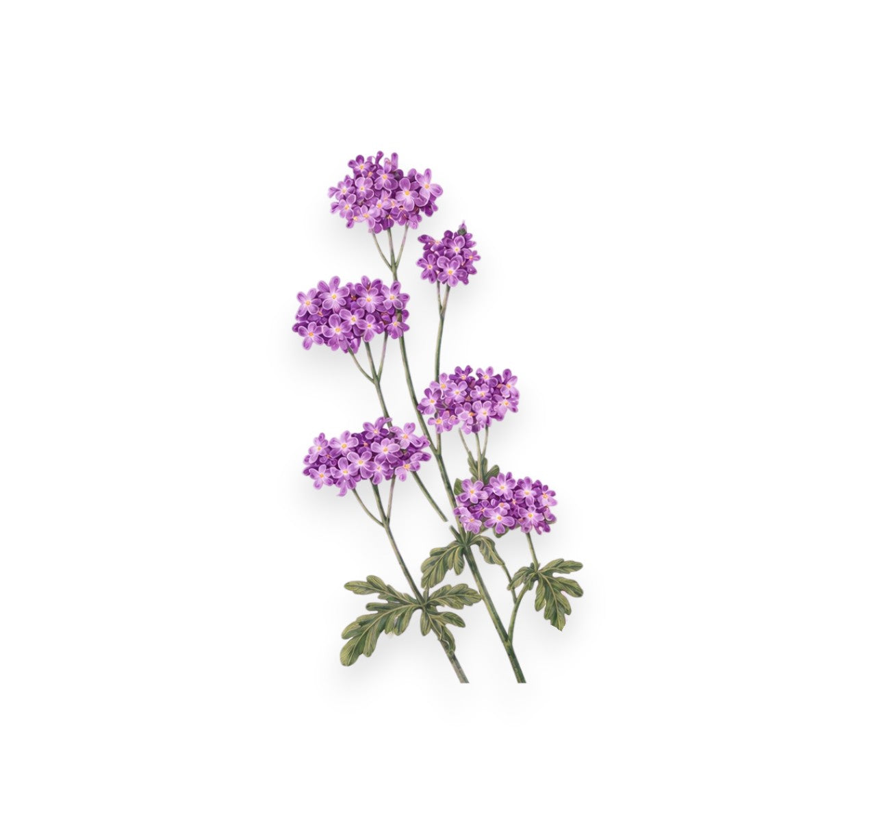 Екстракт от върбинка (VERBENA OFFICINALIS LEAF/FLOWER EXTRACT)
