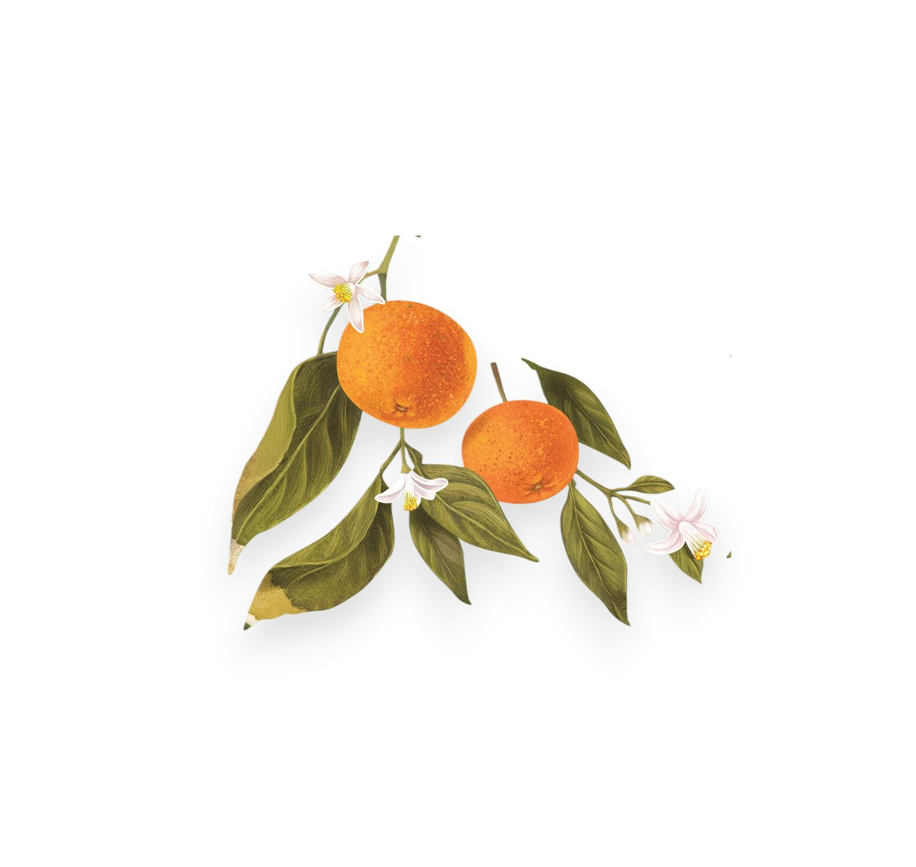 Екстракт от портокал (CITRUS AURANTIUM PEEL OIL)