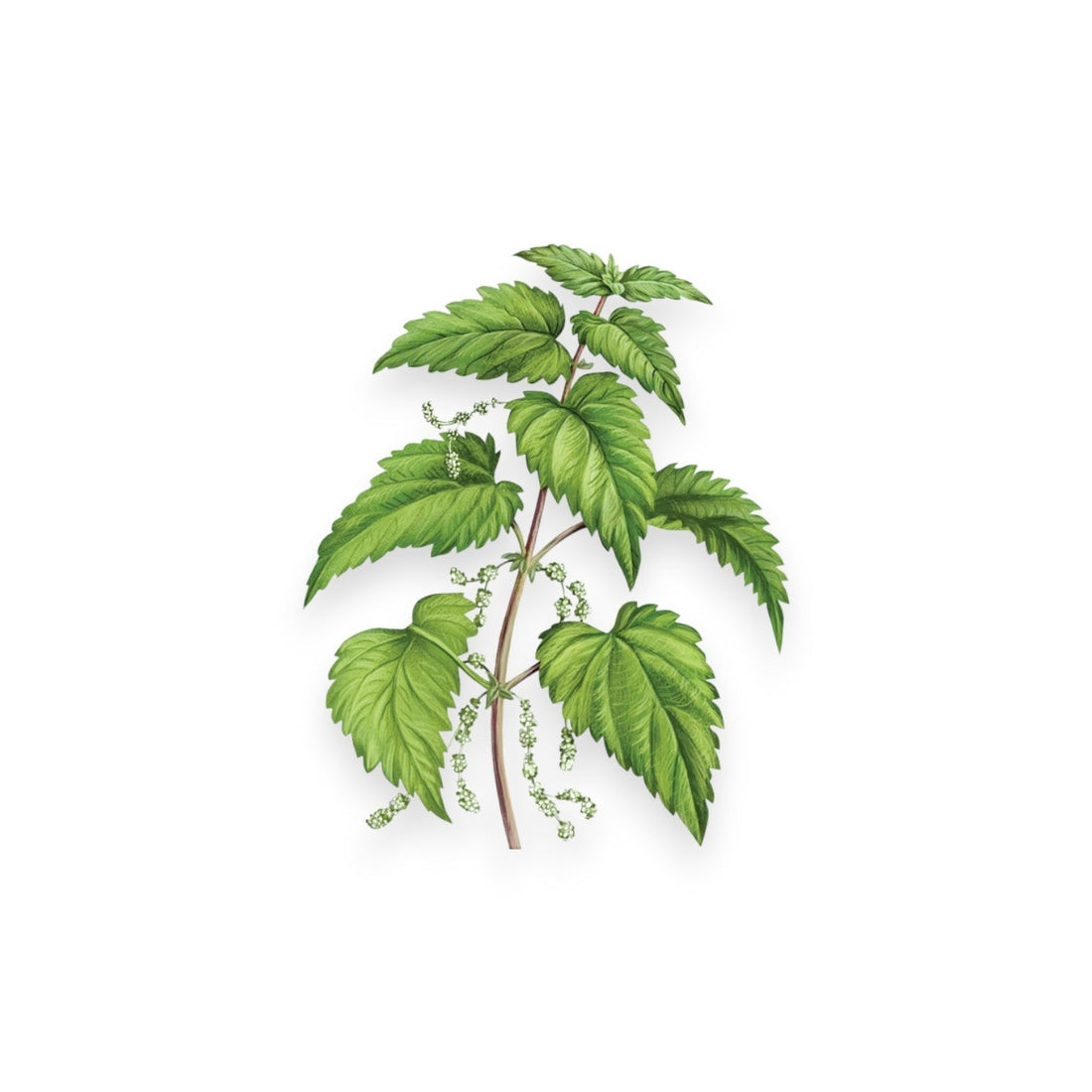 Коприва (URTICA DIOICA EXTRACT)