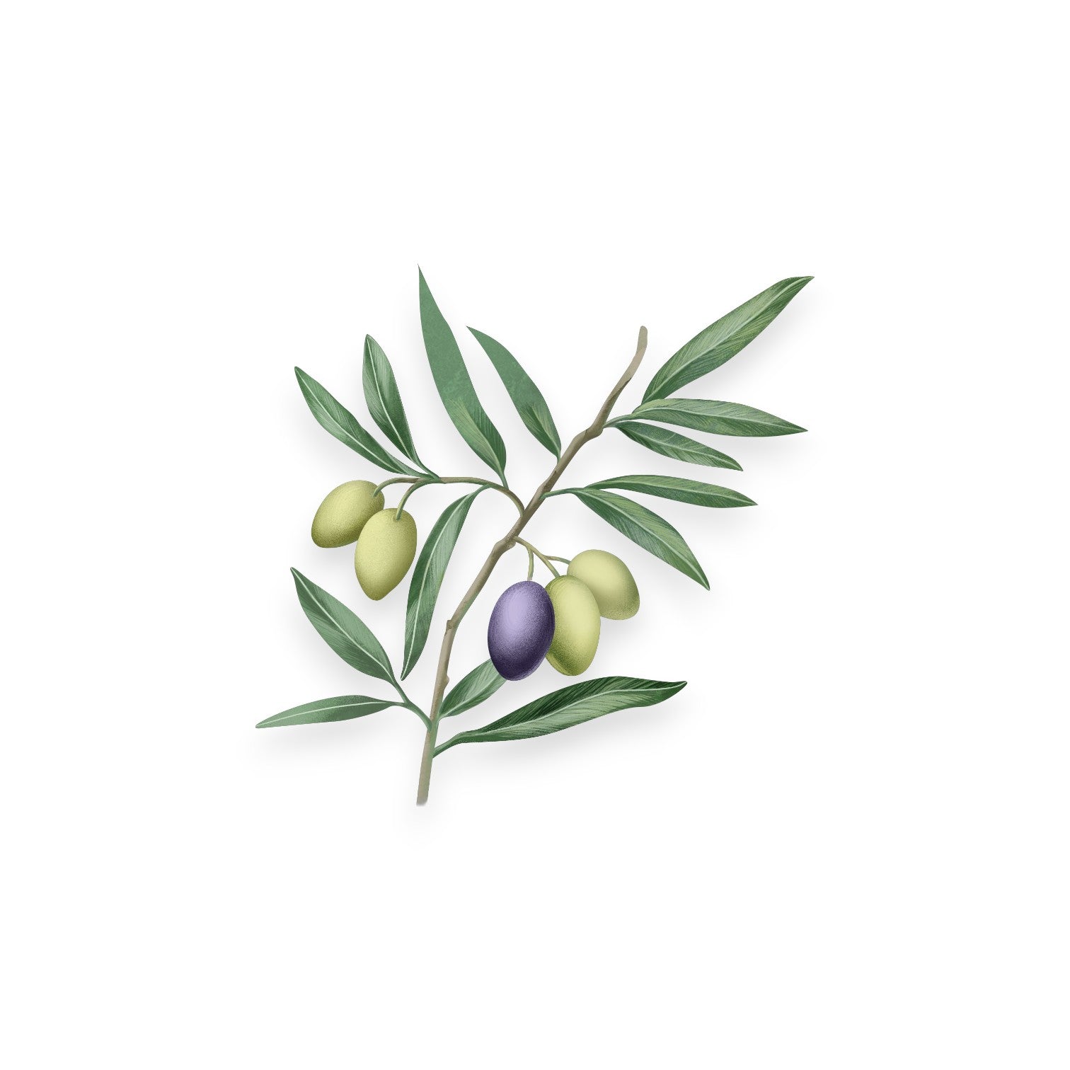 Маслиново масло (OLEA EUROPAEA FRUIT OIL)