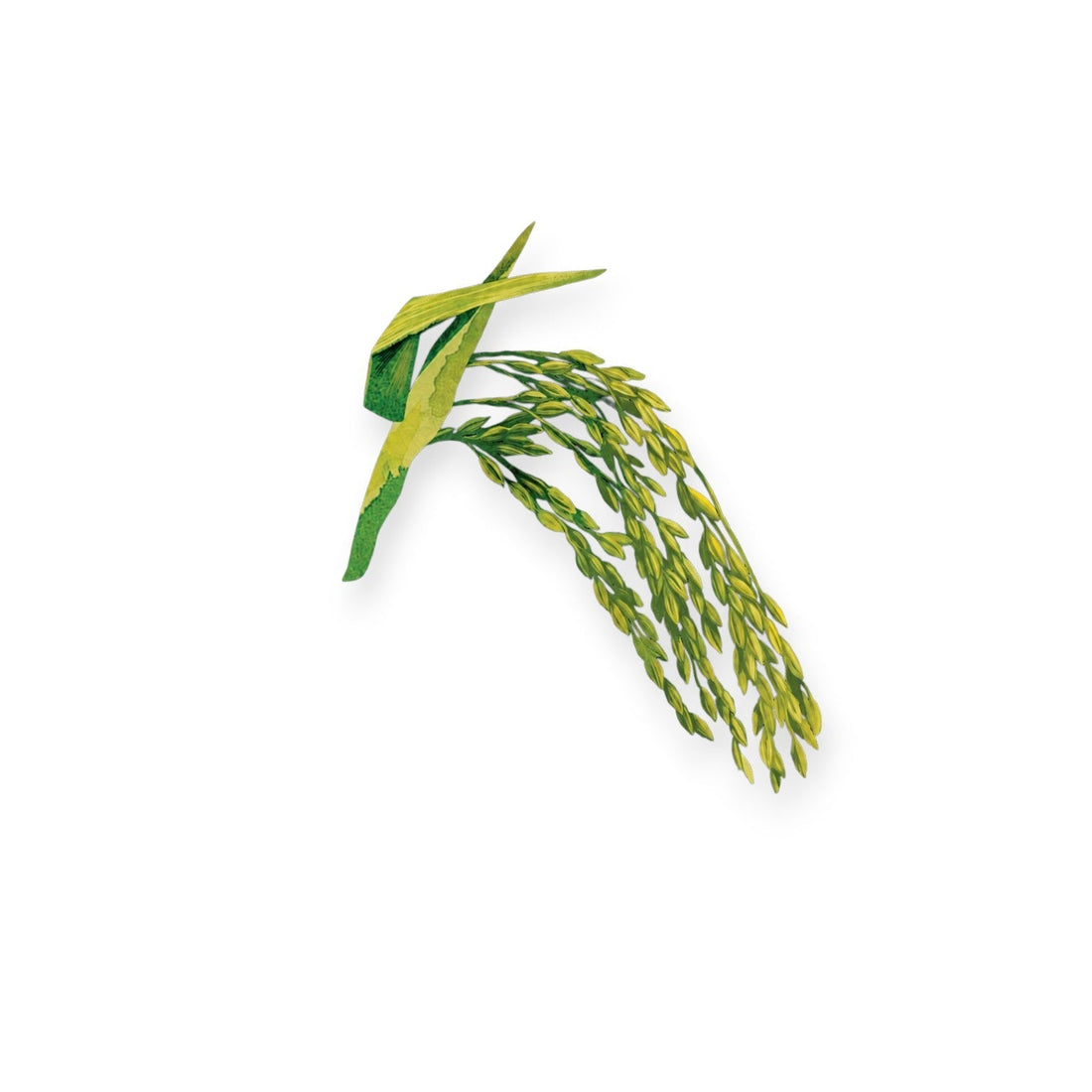 Оризов протеин (HYDROLYZED RICE PROTEIN)