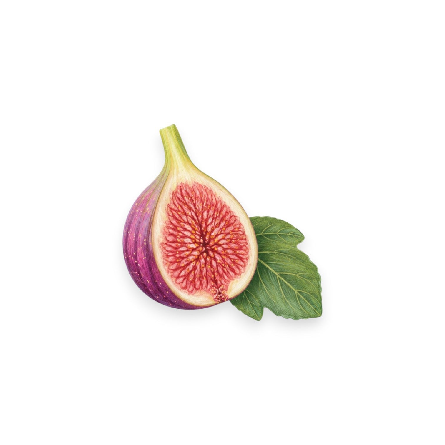 Екстракт от смокиня (FICUS CARICA FRUIT EXTRACT)