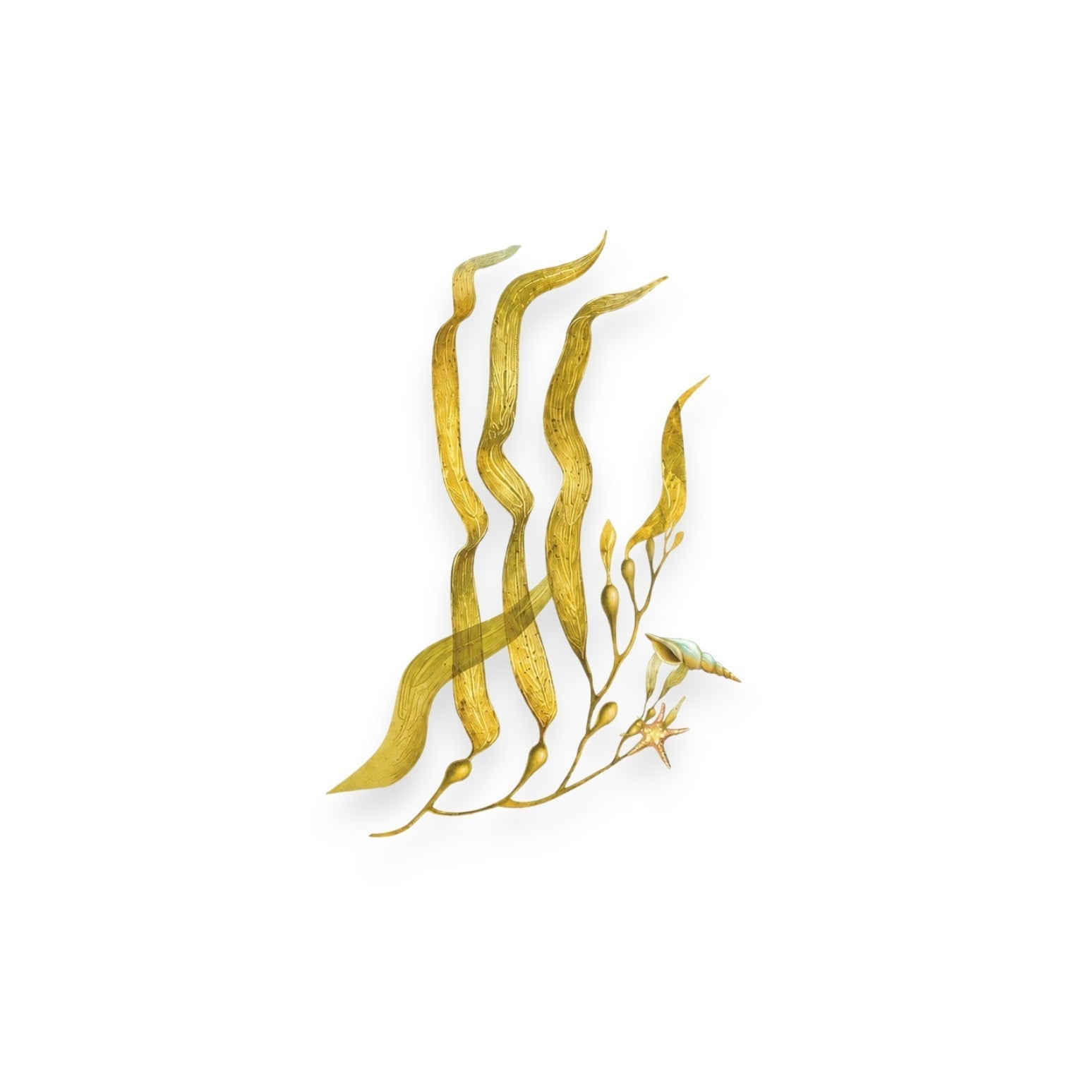 Екстракт от морски келп (MACROCYSTIS PYRIFERA EXTRACT)